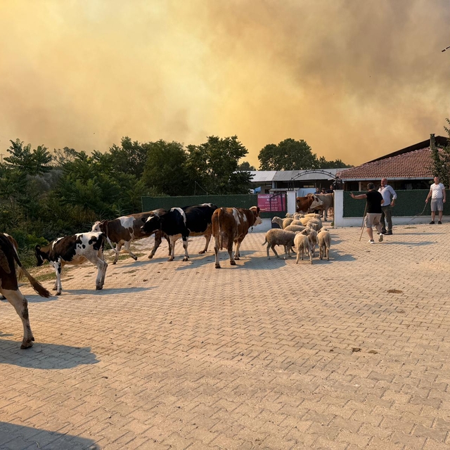 GÜNCELLEME - Tekirdağ'da anız yangını ormana sıçradı