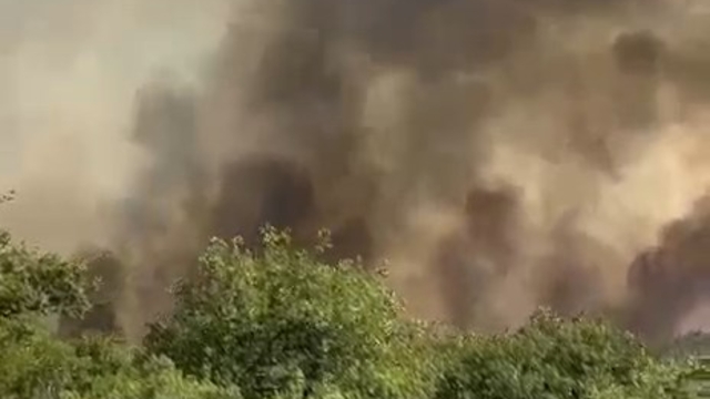 Kocaeli'de orman yangını