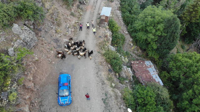 Artvin'de kaybolan keçileri jandarma ekipleri buldu