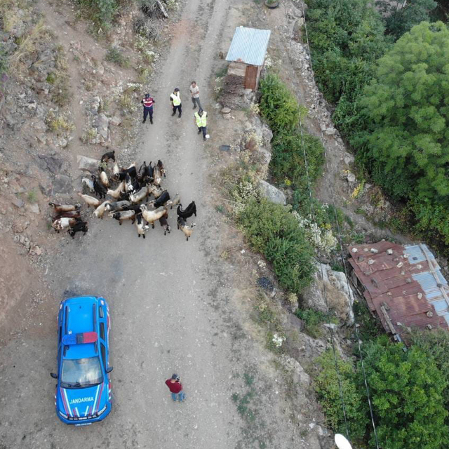 Artvin'de kaybolan keçileri jandarma ekipleri buldu