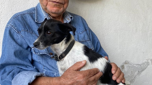 Kazada yaralanan sahibini ambulansta da yalnız bırakmadı (2)