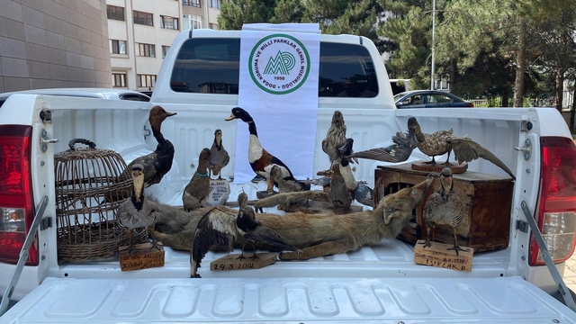 Afyonkarahisar'da 14 hayvan tahniti ele geçirildi