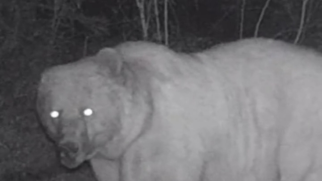 Sağ kulağı olmayan bozayı fotokapanda