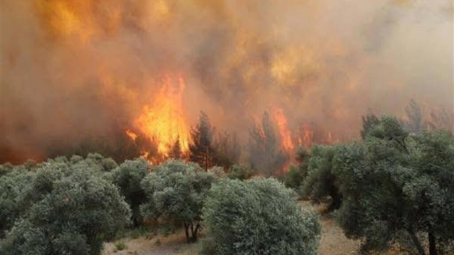Manisa'daki orman yangını 20 saat sonra kontrol altında