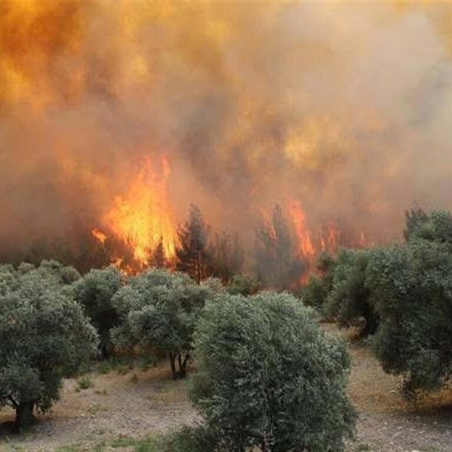 Manisa'daki orman yangını 20 saat sonra kontrol altında