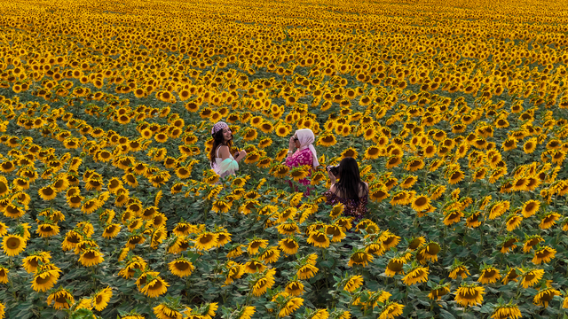 Karaman'da sarıya bürünen ayçiçeği tarlaları, fotoğraf tutkunlarını ağırlıyor