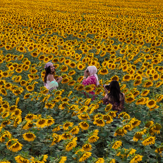 Karaman'da sarıya bürünen ayçiçeği tarlaları, fotoğraf tutkunlarını ağırlıy...
