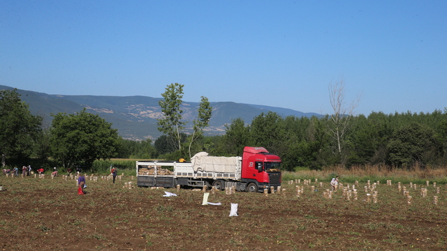 Tokat'ın Niksar ilçesinde 30 bin ton patates rekoltesi bekleniyor