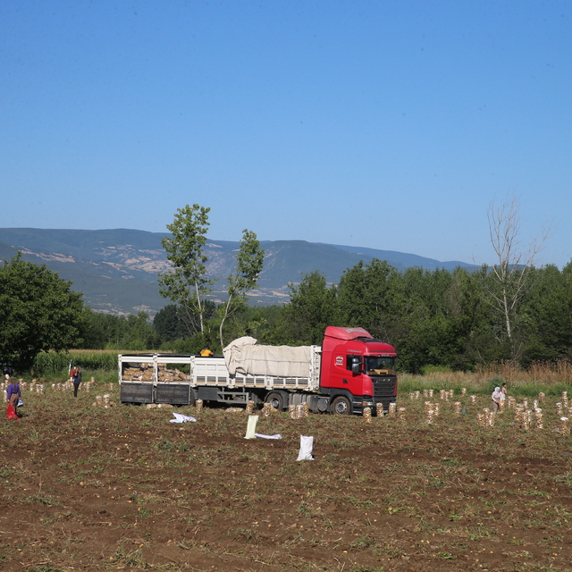 Tokat'ın Niksar ilçesinde 30 bin ton patates rekoltesi bekleniyor