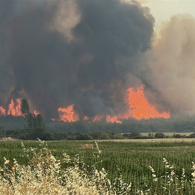 Tekirdağ'daki orman yangını 2'nci gününde (2)