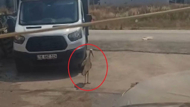 Sıcaktan bunalan leyleği hortumla su sıkarak serinletti