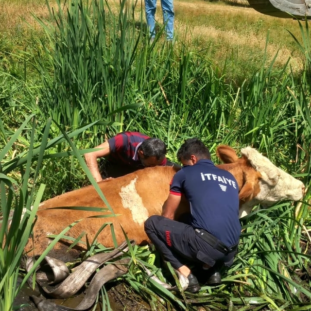 Bataklığa saplanan 2 büyükbaşı itfaiye ekipleri kurtardı