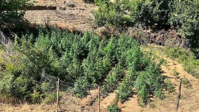 Bingöl'de bin 651 kök Hint keneviri ele geçirildi