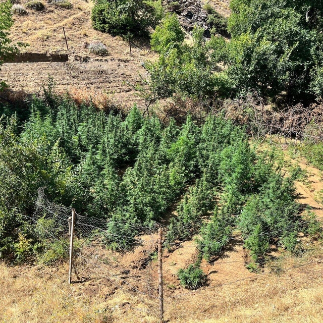 Bingöl'de bin 651 kök Hint keneviri ele geçirildi