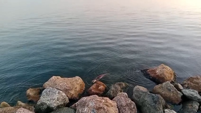 Zonguldak'ta su samuru görüntülendi