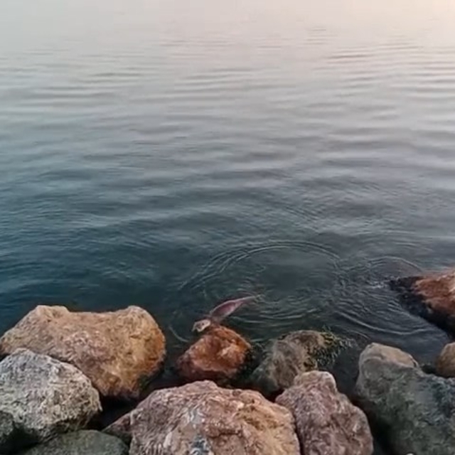 Zonguldak'ta su samuru görüntülendi
