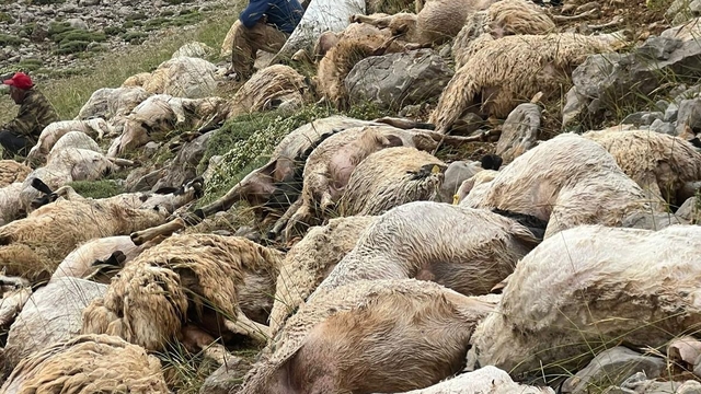 Tunceli'de yıldırım isabet eden 200 koyun telef oldu