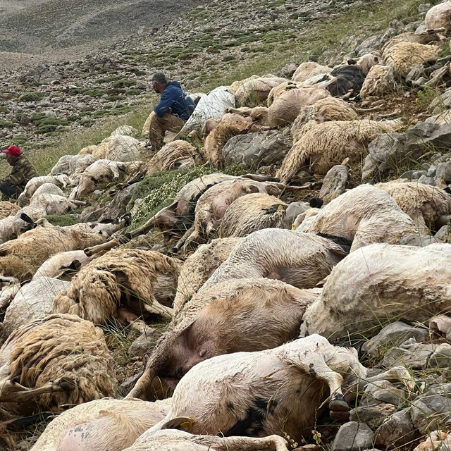 Tunceli'de yıldırım isabet eden 200 koyun telef oldu
