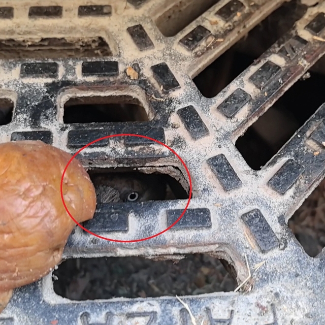 Rögarda mahsur kalan karga itfaiye ekiplerince kurtarıldı