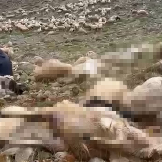 Tunceli'de yaylaya yıldırım düştü; 200 küçükbaş öldü