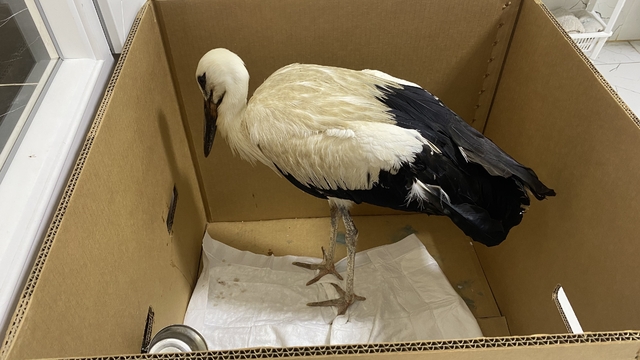 Manisa'da yorgun düşen leylek koruma altına alındı