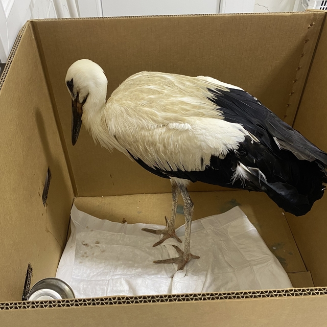 Manisa'da yorgun düşen leylek koruma altına alındı