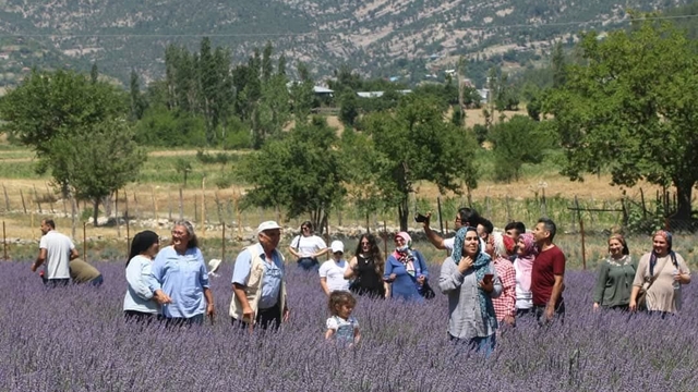 Lavanta tarlalarıyla kırsal mahalleler turizm merkezi oldu