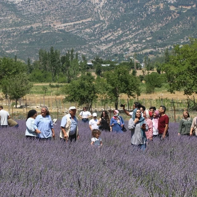 Lavanta tarlalarıyla kırsal mahalleler turizm merkezi oldu