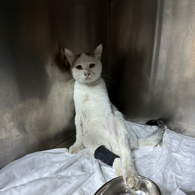 Kedinin omuriliğine saplanan havalı tüfek mermisi çıkarıldı