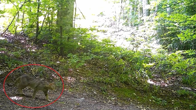 Nesli tehlike altındaki yaban kedisi fotokapanla görüntülendi
