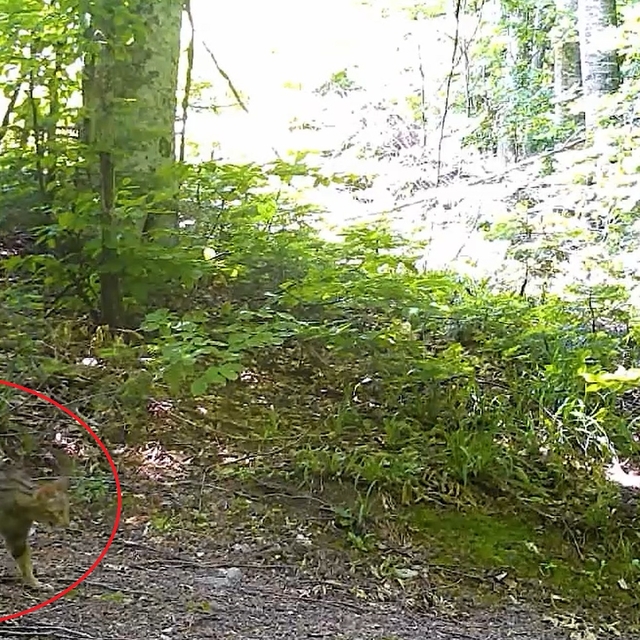 Nesli tehlike altındaki yaban kedisi fotokapanla görüntülendi