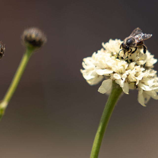 Erzurum'un zengin floraya sahip yaylaları gezgin arıcıları ağırlıyor