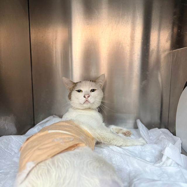 Burdur'da kedinin omuriliğinden havalı tüfek saçması çıkarıldı