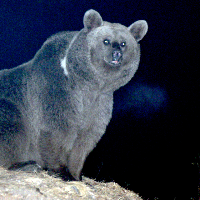 Kars'ta mahalleye inen bozayı yiyecek ararken görüntülendi