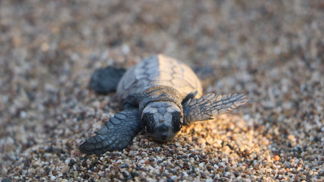 Çıralı'da deniz kaplumbağası yavrularının zorlu yolculuğu başladı