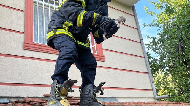 Hatay'da mahsur kalan kediler ile köpek kurtarıldı
