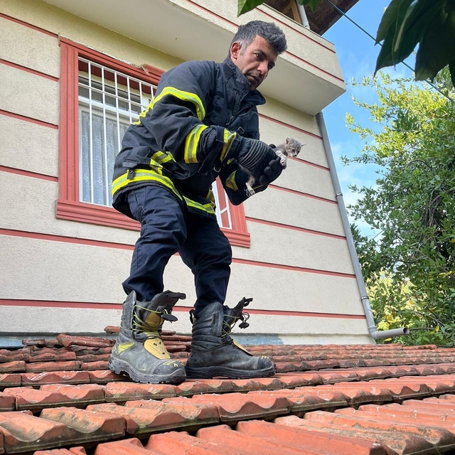 Hatay'da mahsur kalan kediler ile köpek kurtarıldı