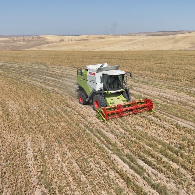 Aksaray'da belediyenin hasat ettiği nohut, ihtiyaç sahiplerine dağıtılacak