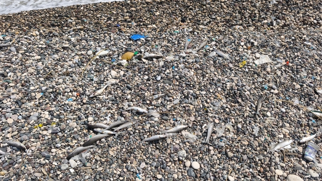 Mersin'de sahilde görülen balık ölümlerine inceleme