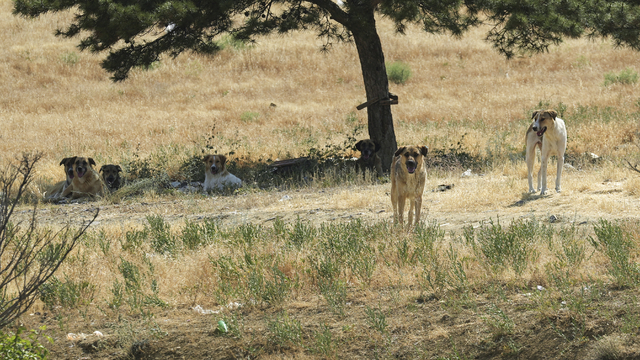 Başkentte bir genç sahipsiz köpeklerin saldırısına uğradı