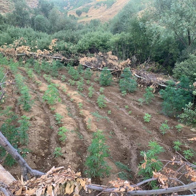 Bingöl'de 1520 kök Hint keneviri ile 4 bin kök skunk bitkisi ele geçirildi