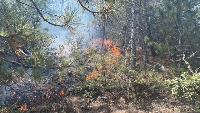 Bolu'da çıkan orman yangını kontrol altına alındı