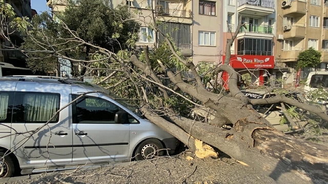 Aydın'da süs ağacı araçların üzerine devrildi