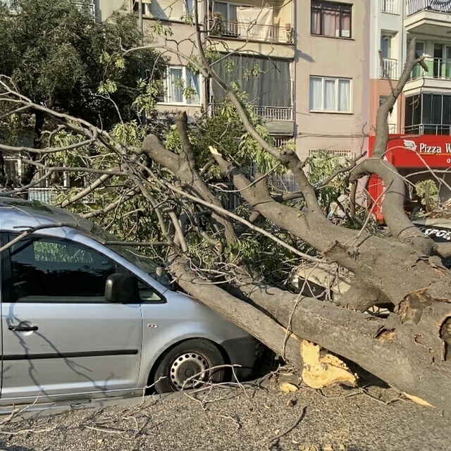 Aydın'da süs ağacı araçların üzerine devrildi