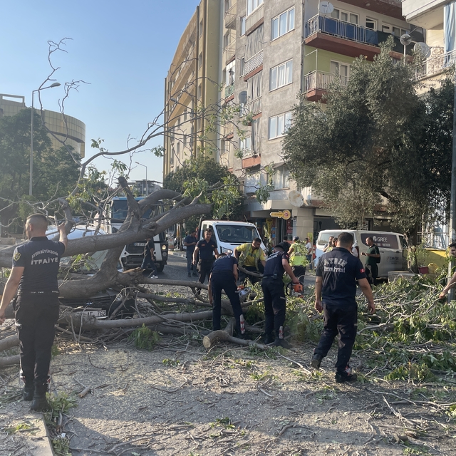 Aydın'da üzerine ağaç devrilen 2 otomobilde hasar oluştu