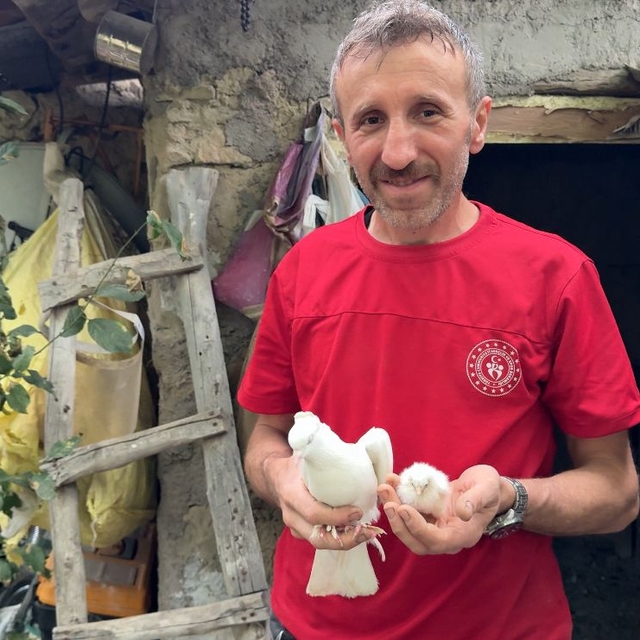 Tavuk yumurtasının üzerine kuluçkaya yatan güvercin, çıkan civcivi sahiplen...