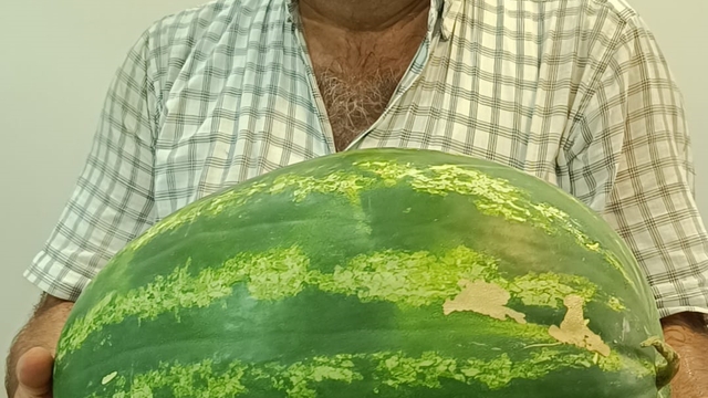 Kozan'da 24 kilo 634 gramlık karpuz üretildi