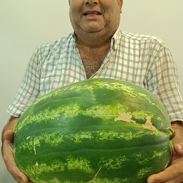 Kozan'da 24 kilo 634 gramlık karpuz üretildi