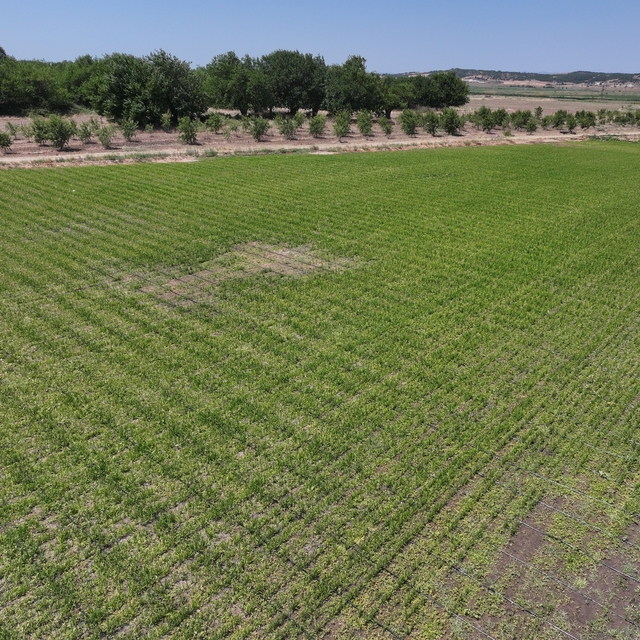 Edirne'de kullanılmayan araziler "damla sulama" ile tarıma kazandırılıyor