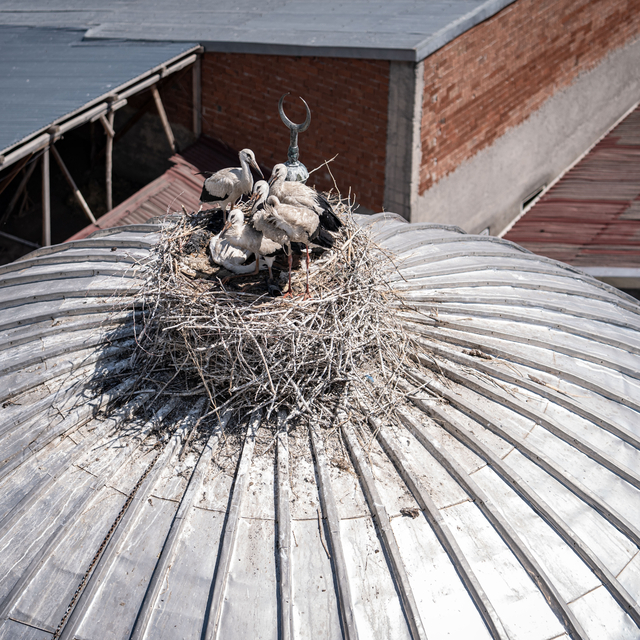 Cami tepesinde hilalin yanında yuva yapan leylek ailesi mahallenin neşesi o...